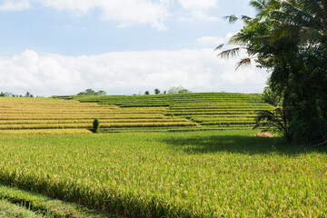 Rice cultivation in Bali, Indonesia