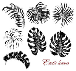 tropical, exotic leaves (palm, monstera) in a monochrome style. hand-drawn elements for postcards, cards, isolated elements on a white background. monochrome, vintage, vector set.