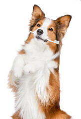 Funny ginger dog with a toothbrush in the mouth. Oral hygiene and grooming. The background is isolated.