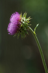 Milk Thistel Flowerhead Closeup