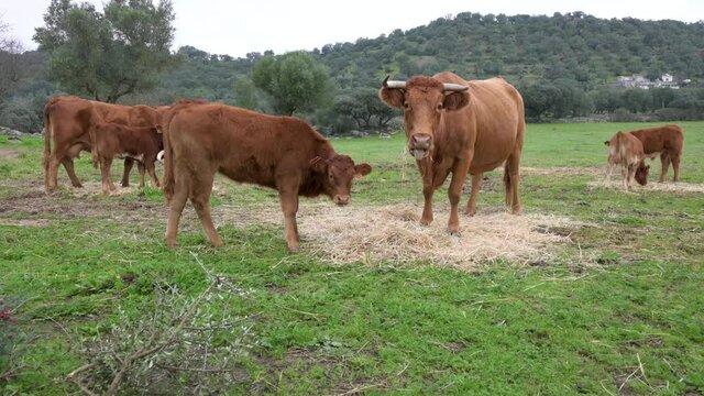 A group of Retinta cows and calves eating hay in the meadow of Extremadura, Spain