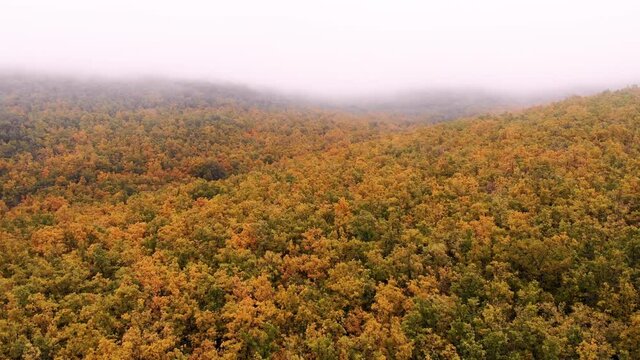 Vuelo hacia la niebla en un robledal en oto&ntilde;o