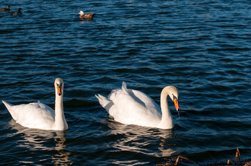 white swans group on the lake swim well under the bright sun