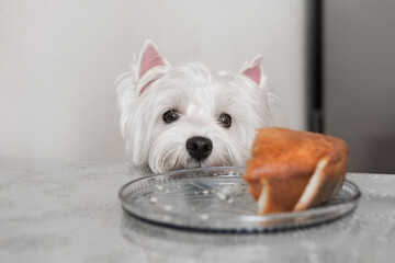 A small funny dog sits at the table in the kitchen looking at a piece of food and begging for it.