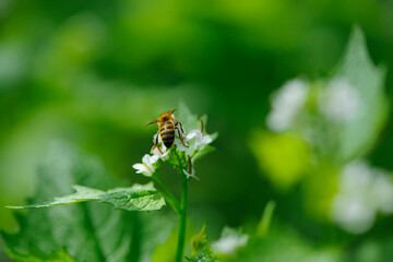 honey bee, spring background. bee sits on a green leaf. green leaves and small white forest flowers. bee on flowers, natural blurred green background. bee close-up, back view