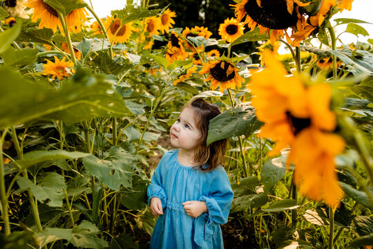 Little girl standing alone in sunflower field