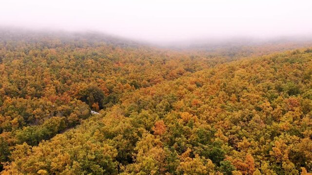 Vuelo alej&aacute;ndose de la niebla en un robledal en oto&ntilde;o