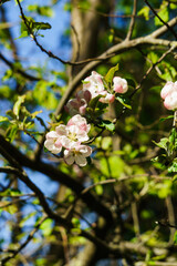 Tender pink flowers of an apple tree on a branch in the garden against a blue sky.