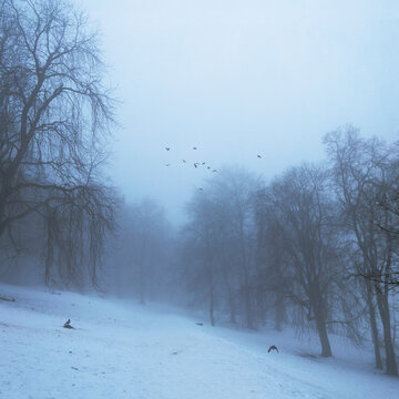 Snow storm at public park