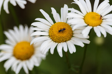 Fototapeta premium Daisy flower closeup