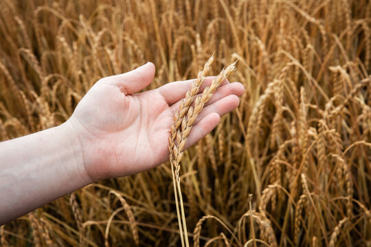 Hand of man examining growing oat
