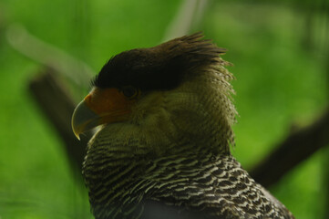 Schopfkarakara Caracara Plancus