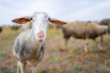 Portrait of sheared sheep standing outdoors