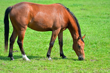 Arabian Horse Grazing On A Pasture