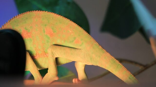 The veiled chameleon, cone-head Chamaeleo calyptratus.