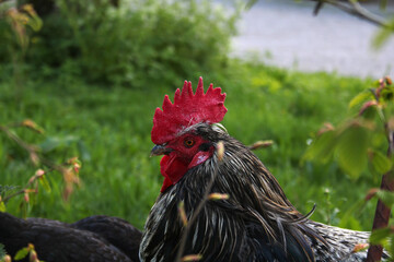 rooster