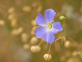 Flax, Linum Narbonense