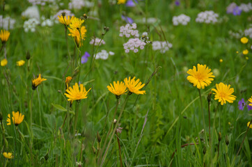 Arnika On Mountain Meadow