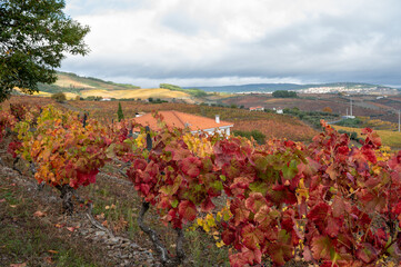Oldest wine region in world Douro valley in Portugal, colorful very old grape vines growing on terraced vineyards, production of red, white and port wine.