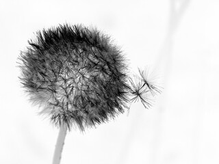 Blowball, Dandelion Abstract