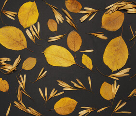 Pressed  leaves on dark background