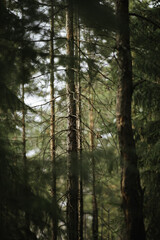 Fototapeta premium trees in the forest