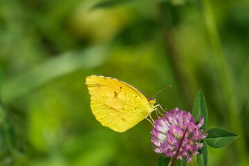 Yellow butterfly on purple clover flower