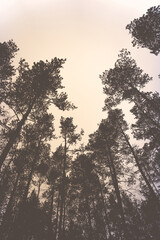 The tops of the trees in the pine forest.