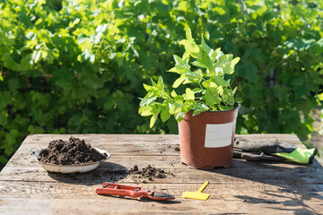 Potted plant with pruning shears on wooden table in garden