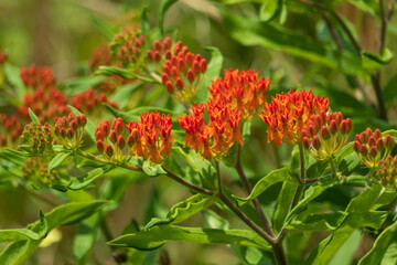 Butterfly Weed wildflowers close-up