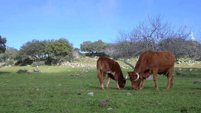 A Retinta cow and a young calf eating grass in the meadow