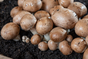 Brown champignons mushrooms growing in underground caves in Kanne, Belgium