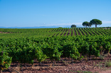 Rows of ripe syrah wine grapes plants on vineyards in Cotes  de Provence, region Provence, south of...