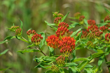Butterfly Weed wildflowers close-up