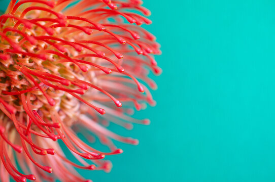 Close up of Pincushion Flower on Brightly Coloured Background