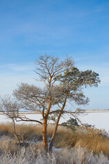winter tree on blue sky background