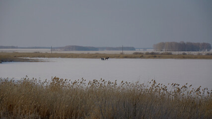 horse on a frozen lake