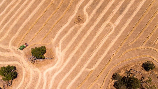 Aerial view of harvesting a cereal crop