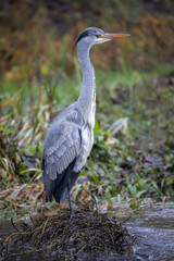 Grauer Storch