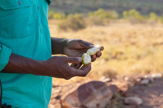 Aboriginal man showing fruit of yellow kapok plant