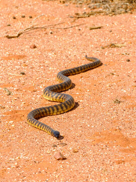 Black headed python on desert sand