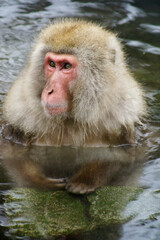 Japanese macaque (snow monkey) bathing in hot spring, Jigokudani, Yamanouchi, Nagano, Honshu, Japan