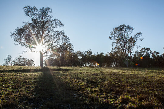 Sun rays shining through tree in a dewy paddock