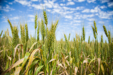 Close up detail of green wheat in a sunlit paddock