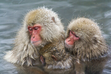 Japanese macaques (snow monkeys) bathing in hot spring, Jigokudani, Yamanouchi, Nagano, Honshu, Japan