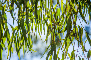 Long green gum leaves and nuts hanging down
