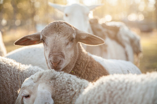 Close up of a young dorper lamb looking at camera