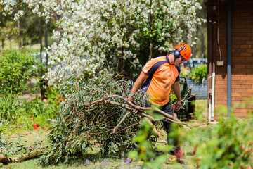 Workman removing branches from tree in garden