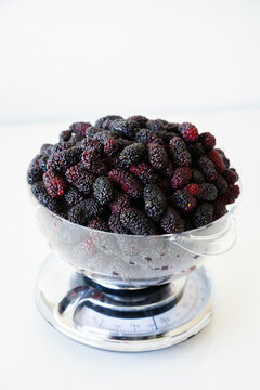 Mulberries for jam making weighed out in kitchen scales