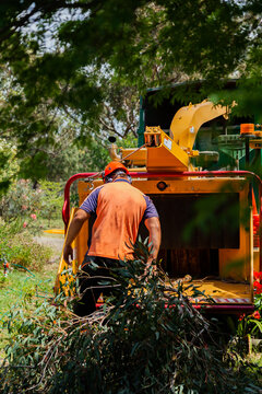 Tradie feeding branches into wood chipping machine